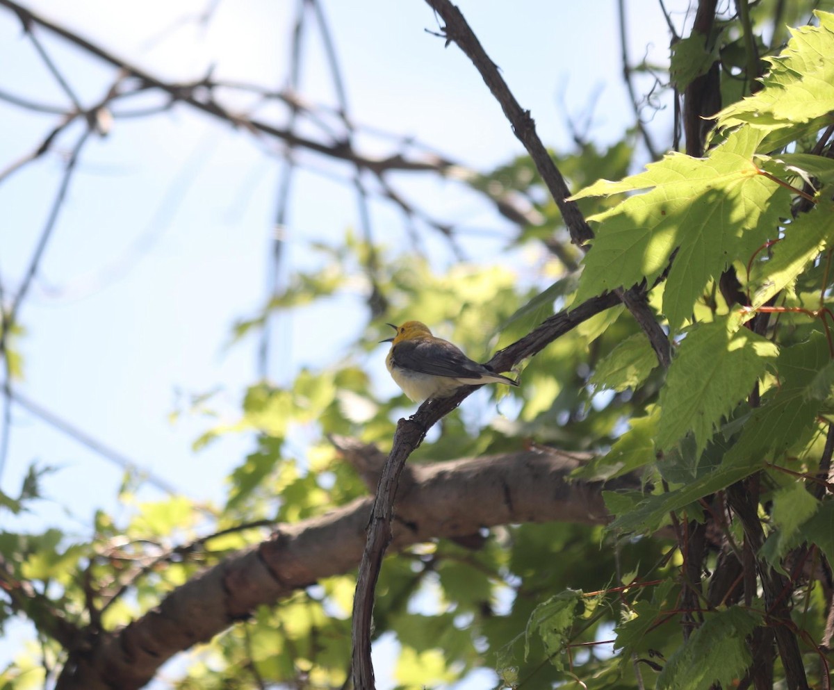 Prothonotary Warbler - ML620527921