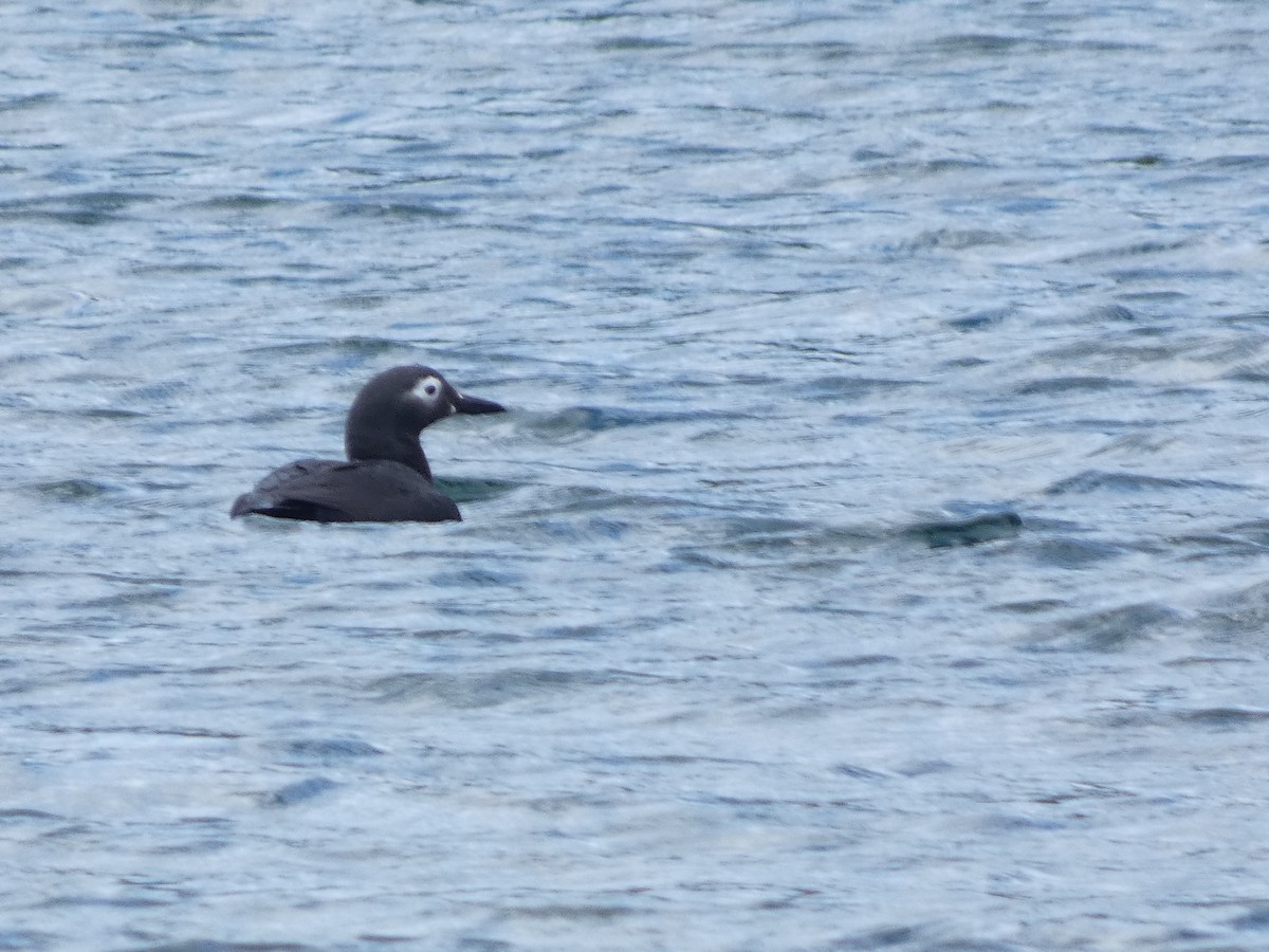 Spectacled Guillemot - ML620527924