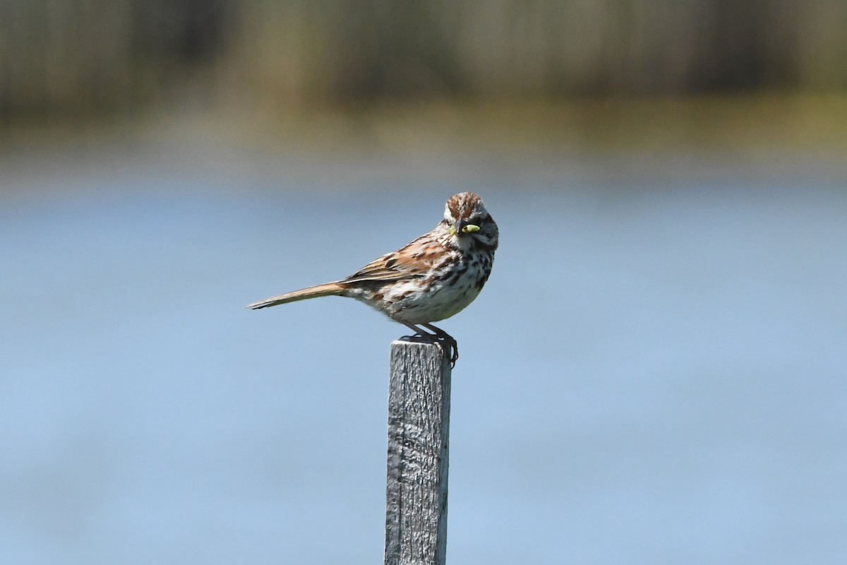 Song Sparrow - ML620527925