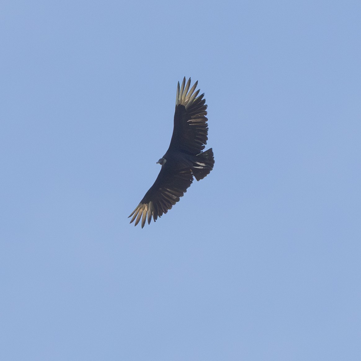 Black Vulture - ML620527926