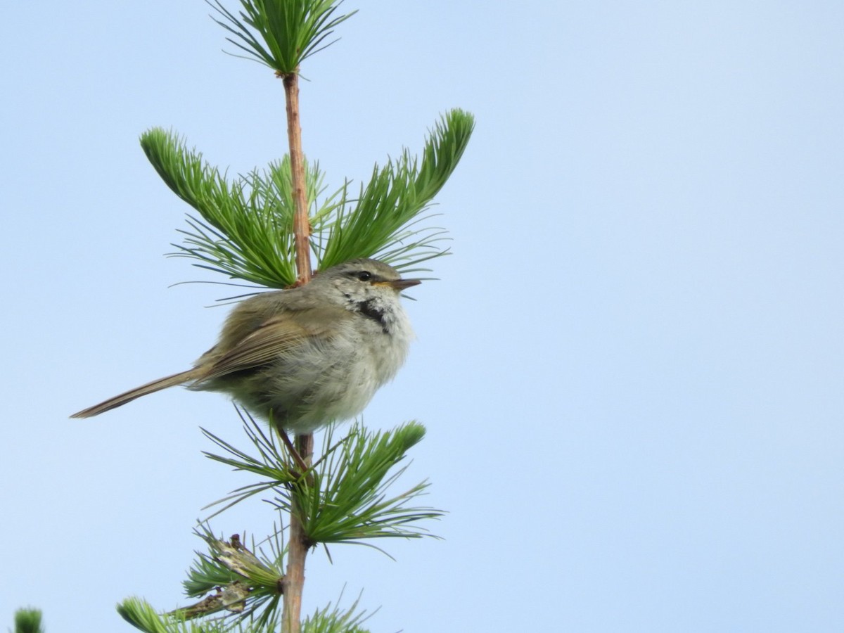 Japanese Bush Warbler - ML620527927