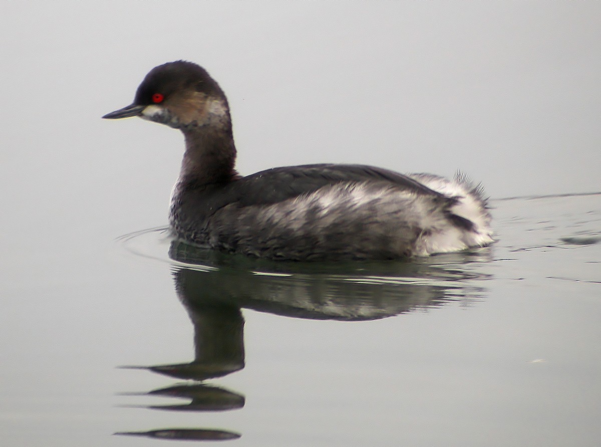 Eared Grebe - Delfin Gonzalez