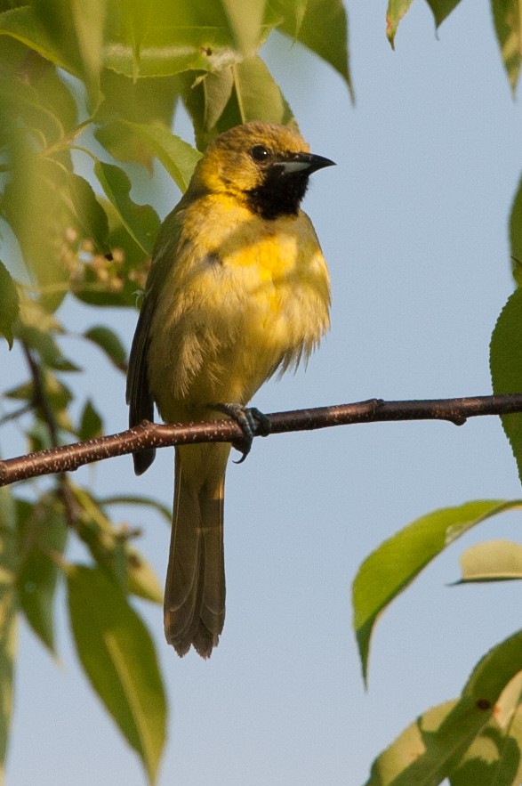 Orchard Oriole - ML620527942