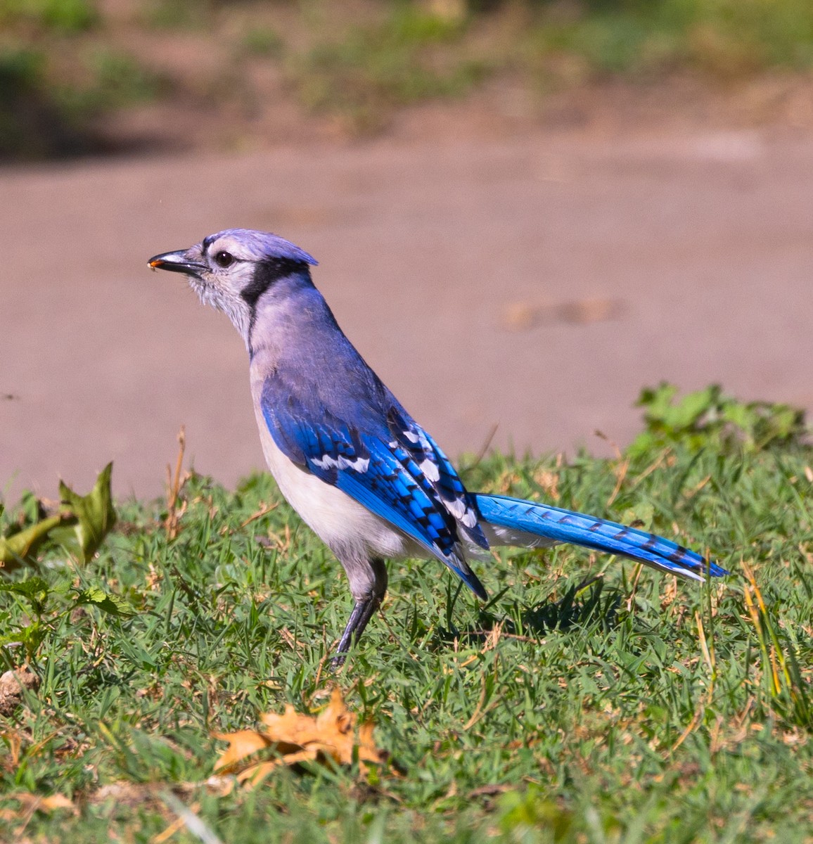 Blue Jay - Dan Kirk