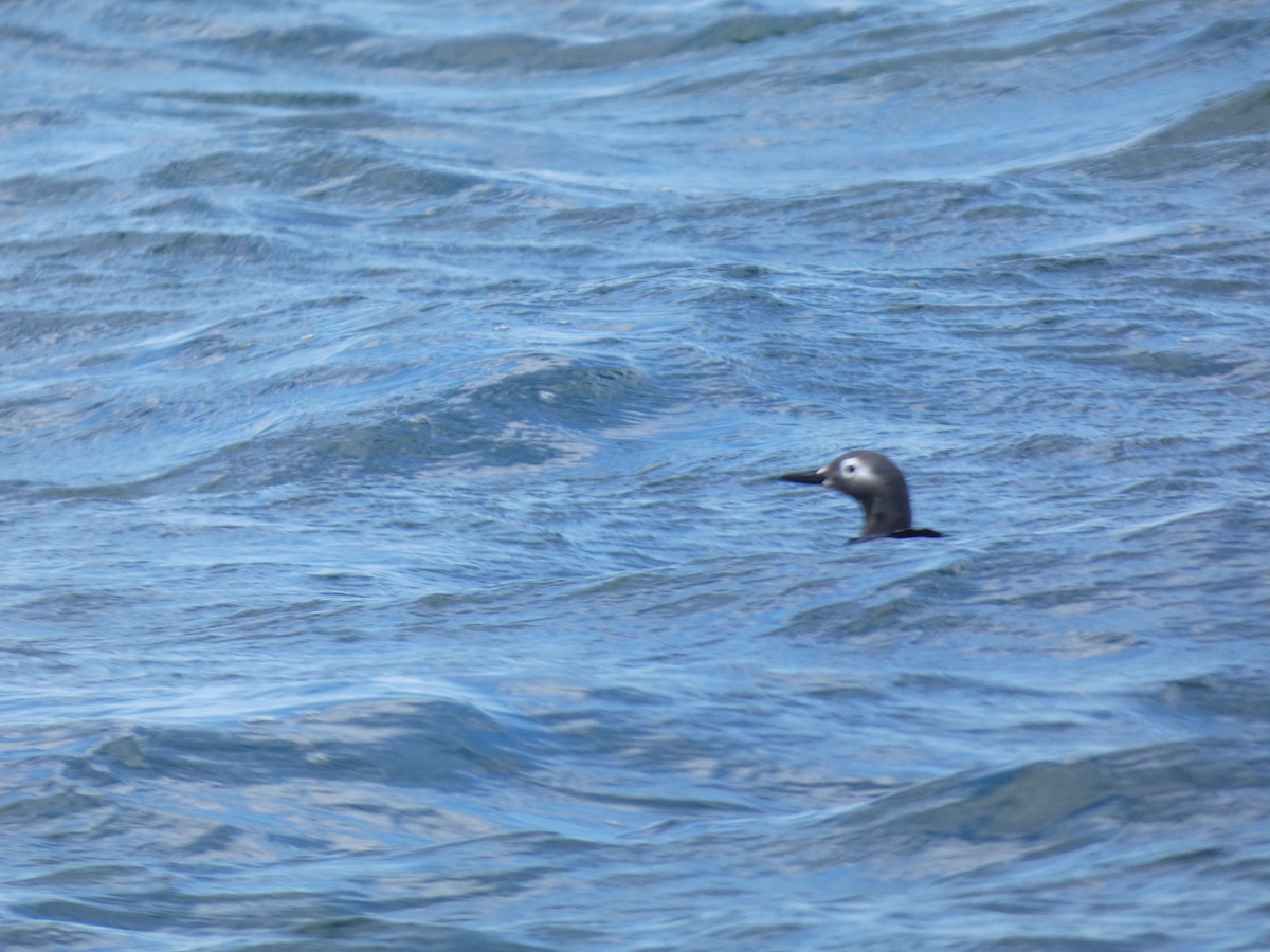 Spectacled Guillemot - ML620527950