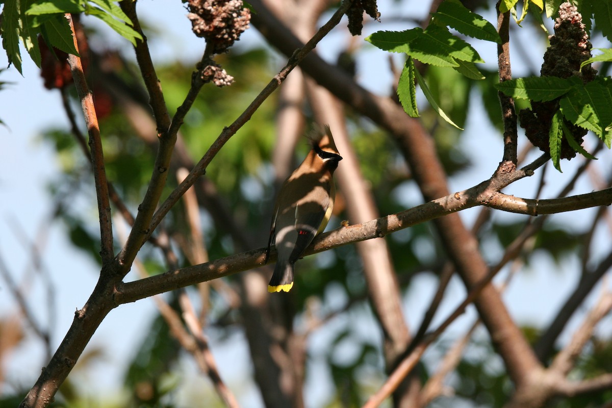 Cedar Waxwing - ML620527955