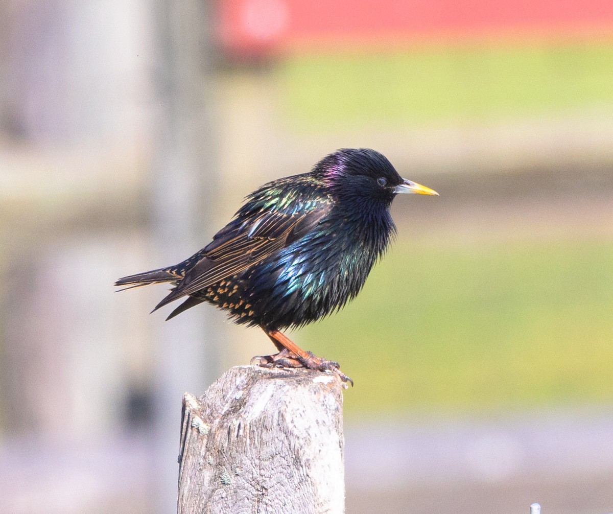 European Starling - ML620527956