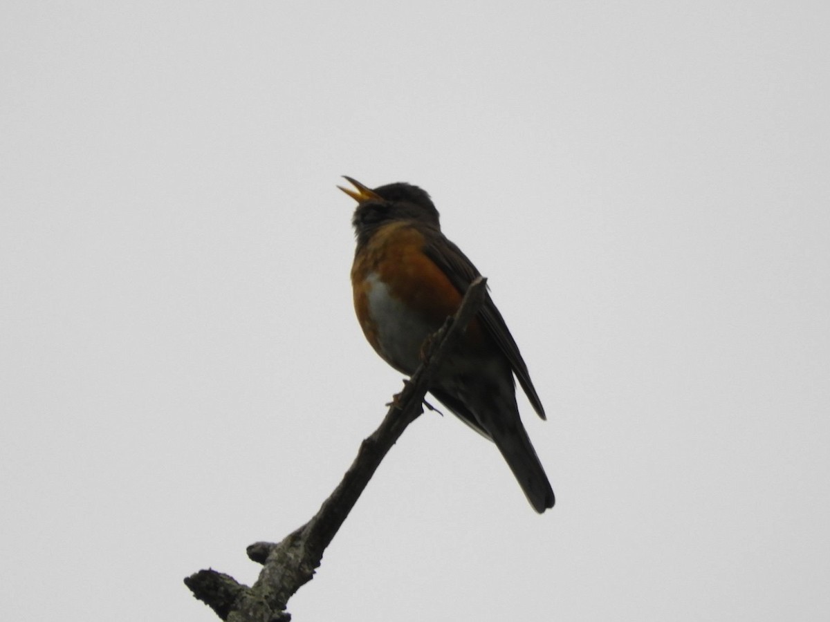 Brown-headed Thrush - ML620527959