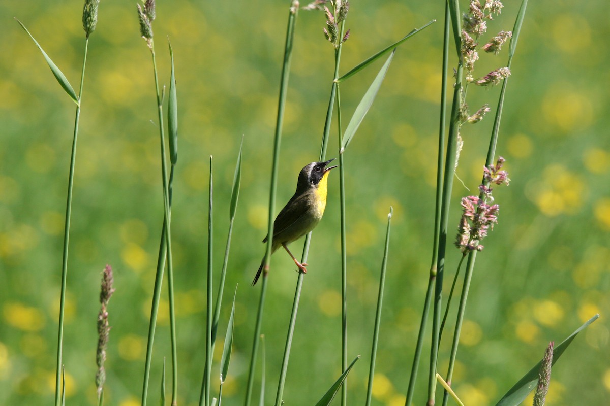 Paruline masquée - ML620527960