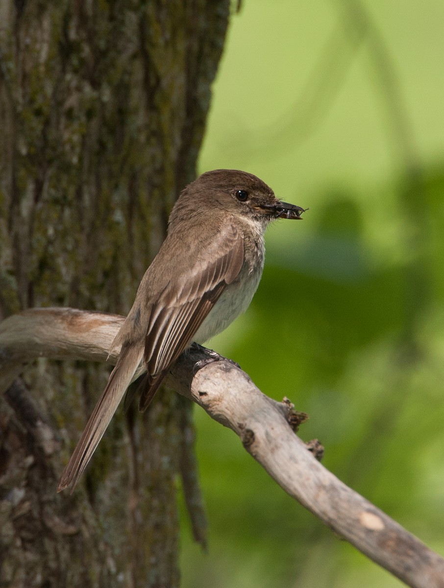 Eastern Phoebe - ML620527963