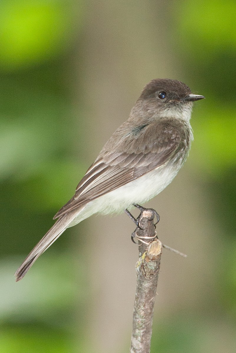 Eastern Phoebe - ML620527964