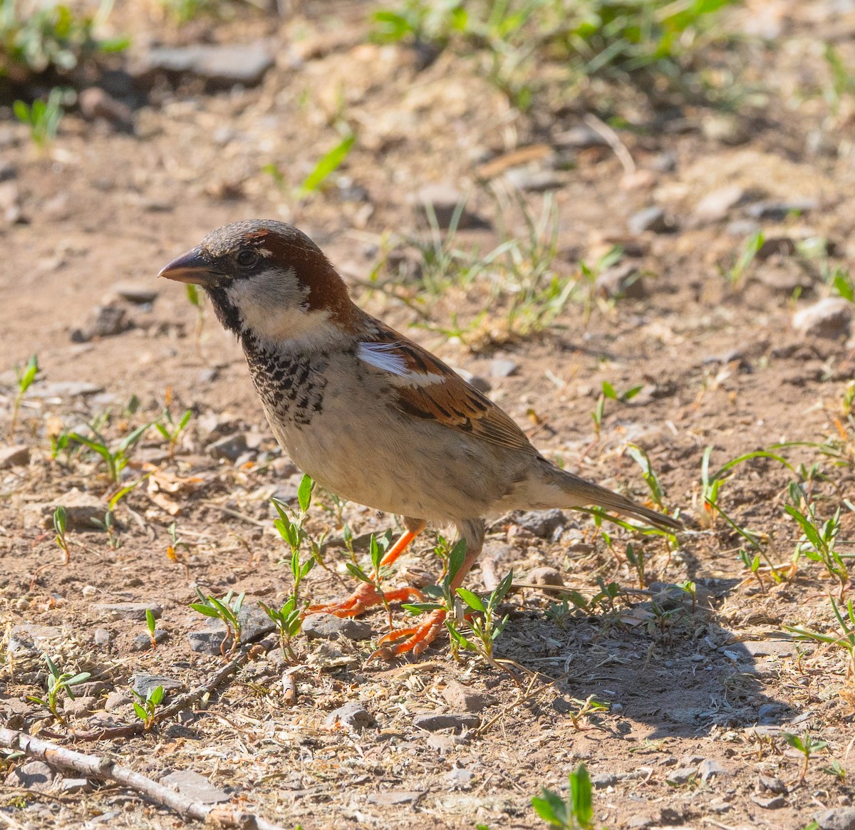 House Sparrow - ML620527967