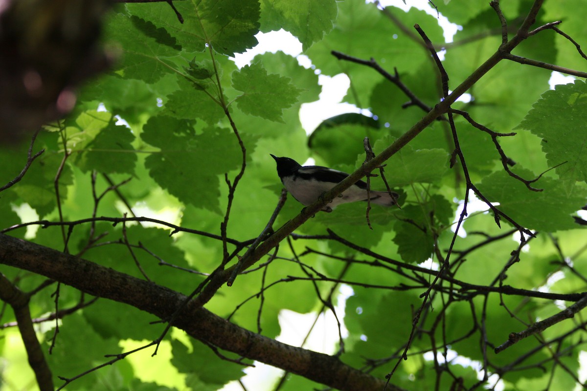 Black-throated Blue Warbler - ML620527969
