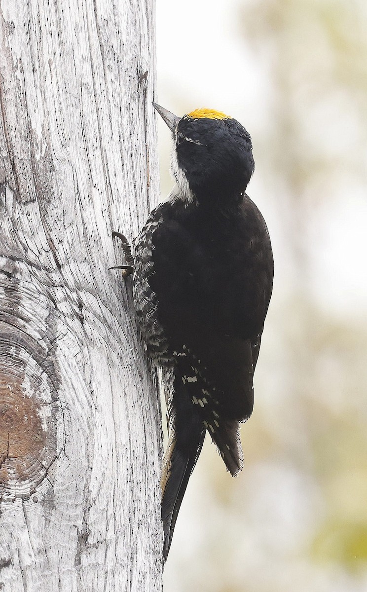 Black-backed Woodpecker - ML620527970