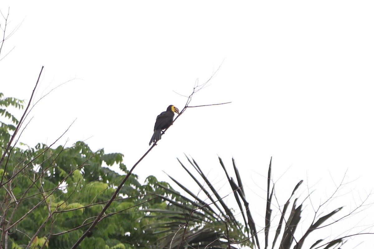 Sulawesi Hornbill - ML620527971