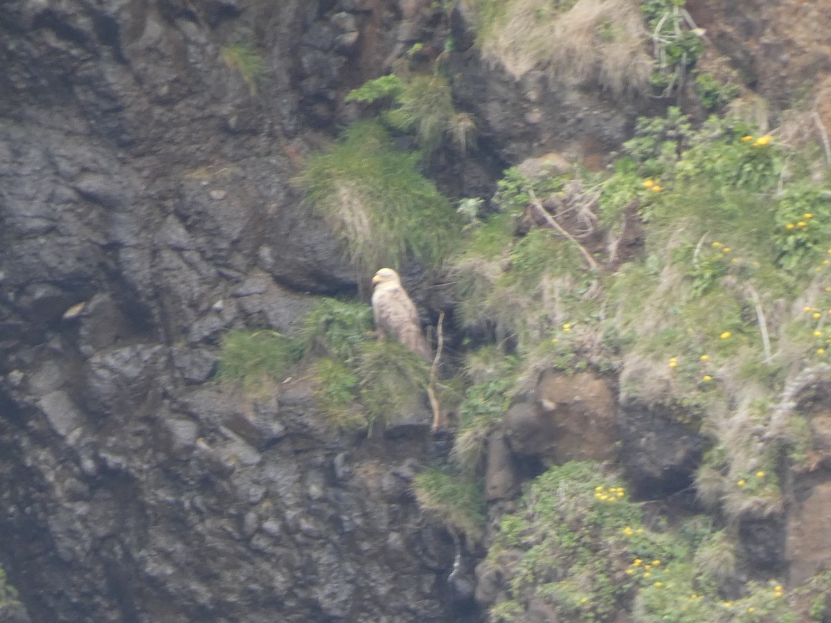 White-tailed Eagle - ML620527974