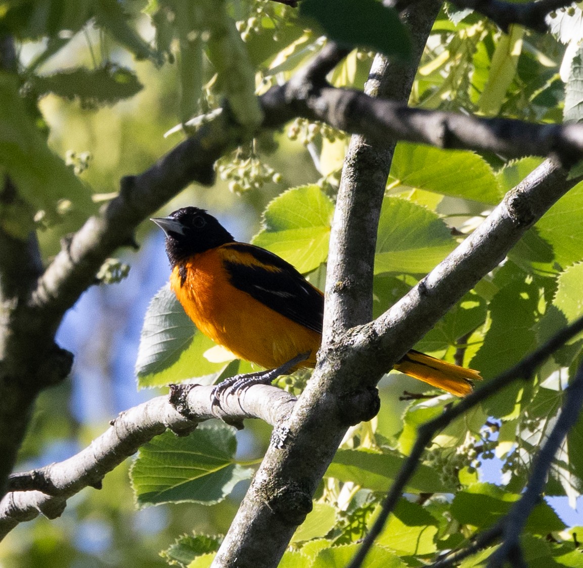 Baltimore Oriole - Dan Kirk