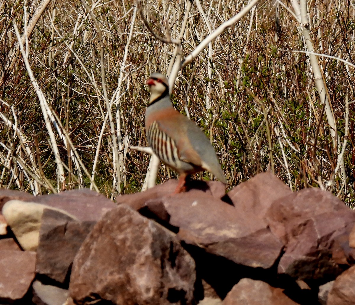 Chukar - ML620527978