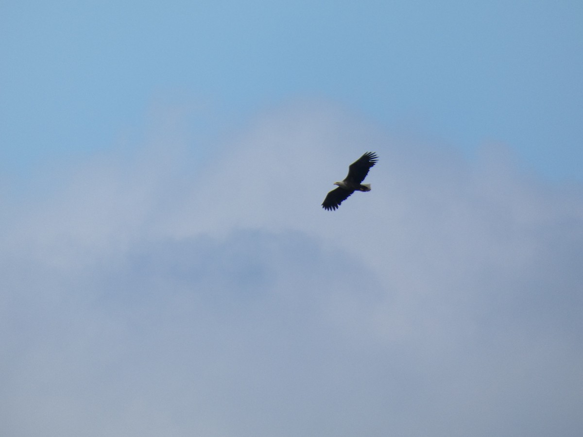 White-tailed Eagle - ML620527979