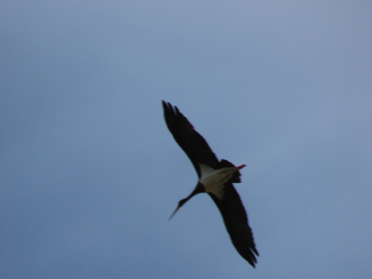 Black Stork - ML620527981