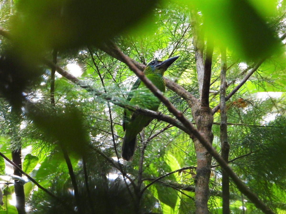 Red-throated Barbet - ML620527982