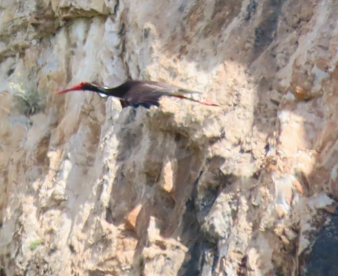 Black Stork - ML620527984