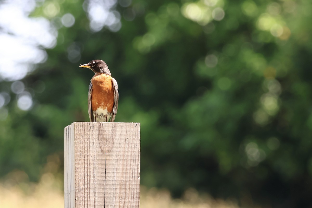 American Robin - ML620527986