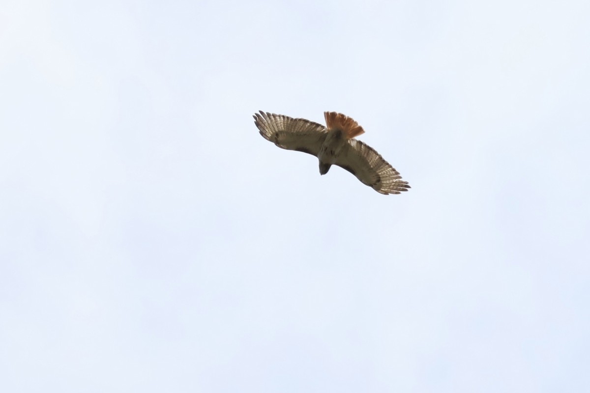 Red-tailed Hawk - ML620527993