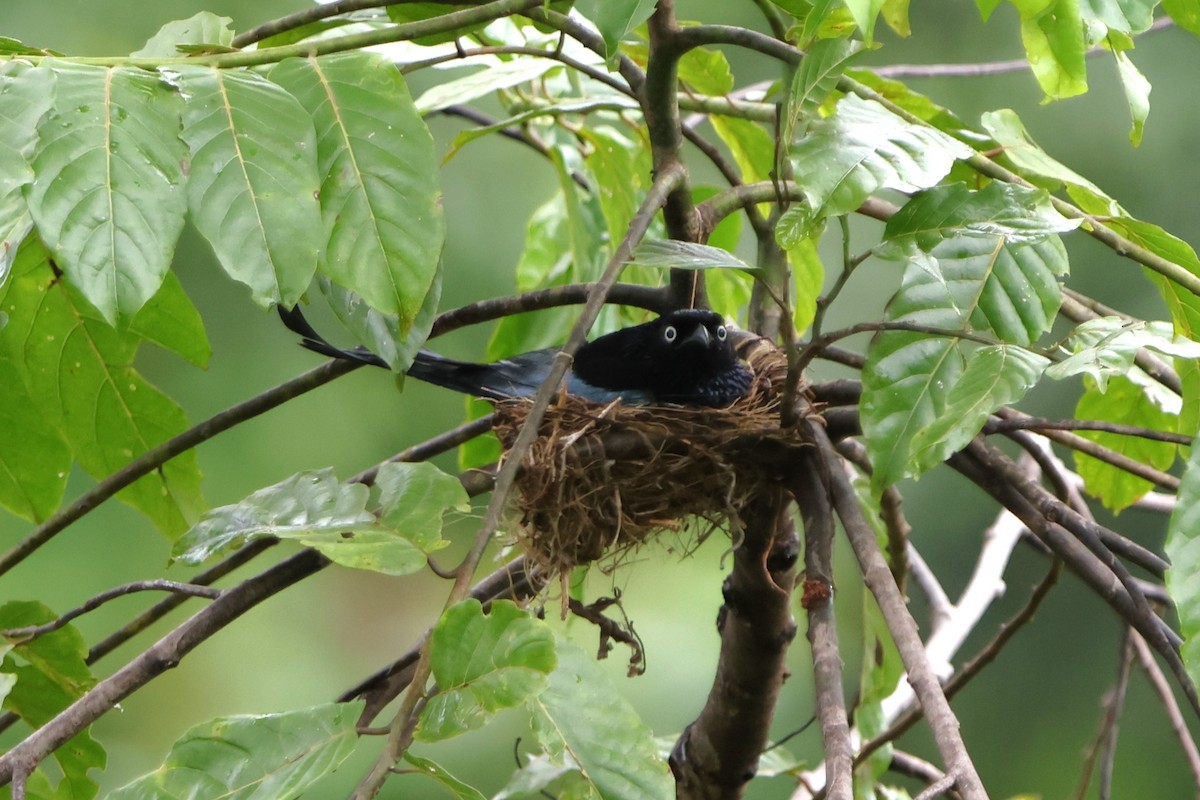 Hair-crested Drongo (White-eyed) - ML620527994