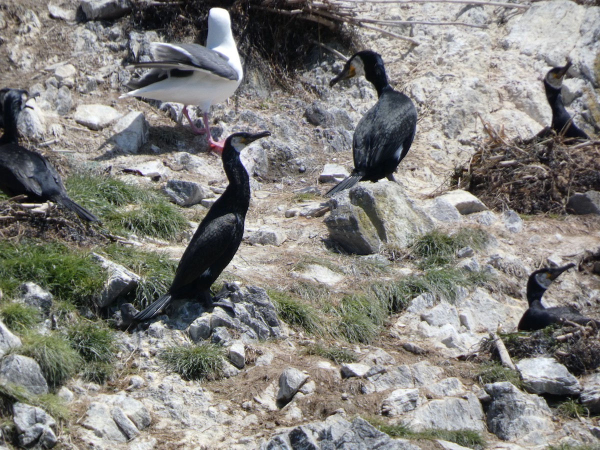 Japanese Cormorant - ML620527997