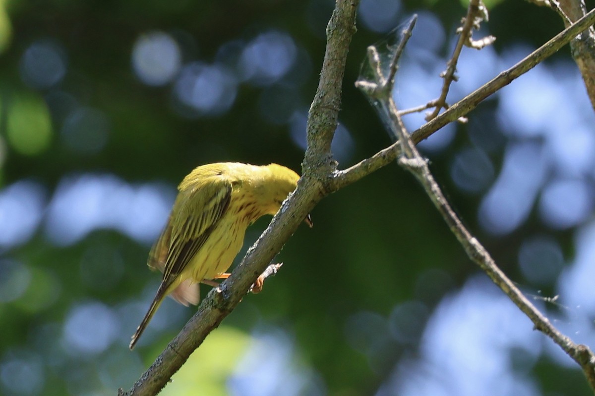 Yellow Warbler - ML620528000