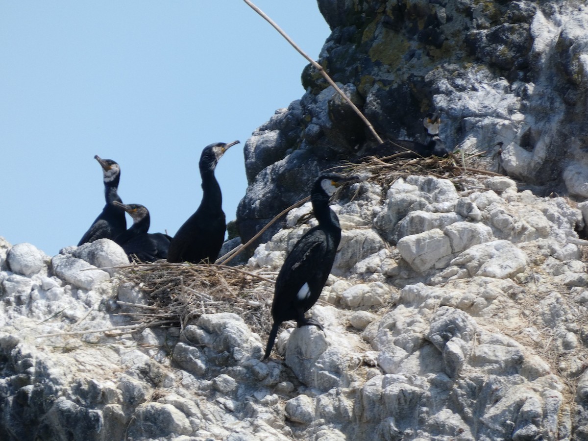 Japanese Cormorant - ML620528005