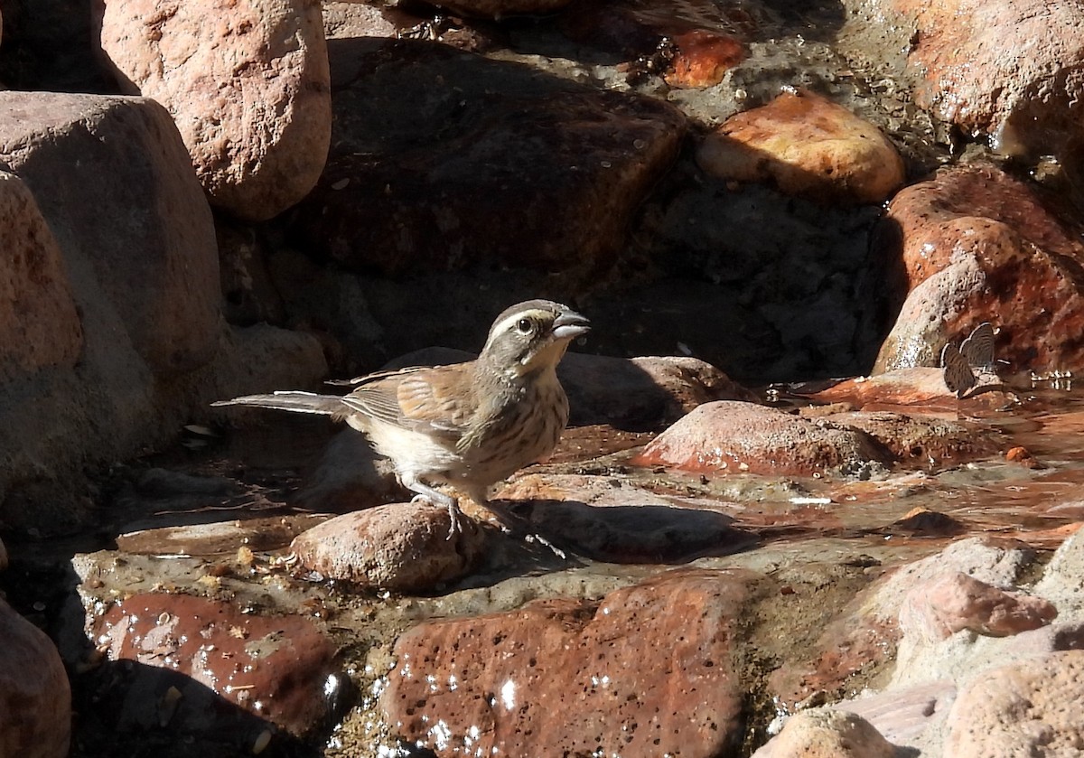 Black-throated Sparrow - ML620528009
