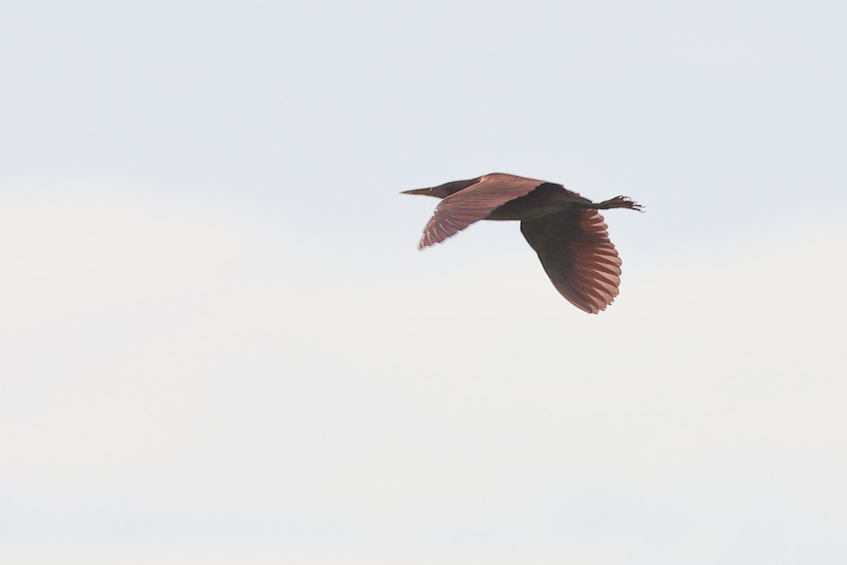 Cinnamon Bittern - ML620528010