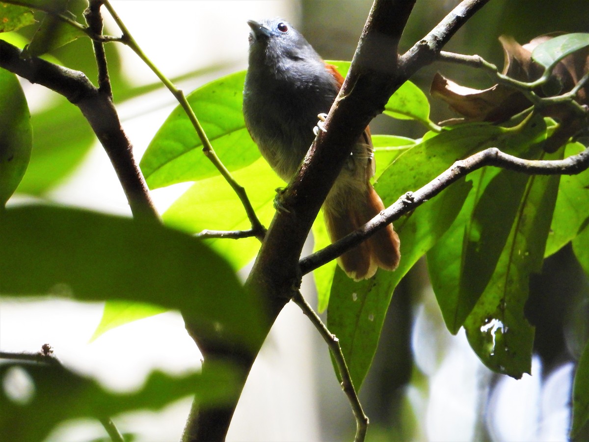 Gray-hooded Babbler - ML620528015