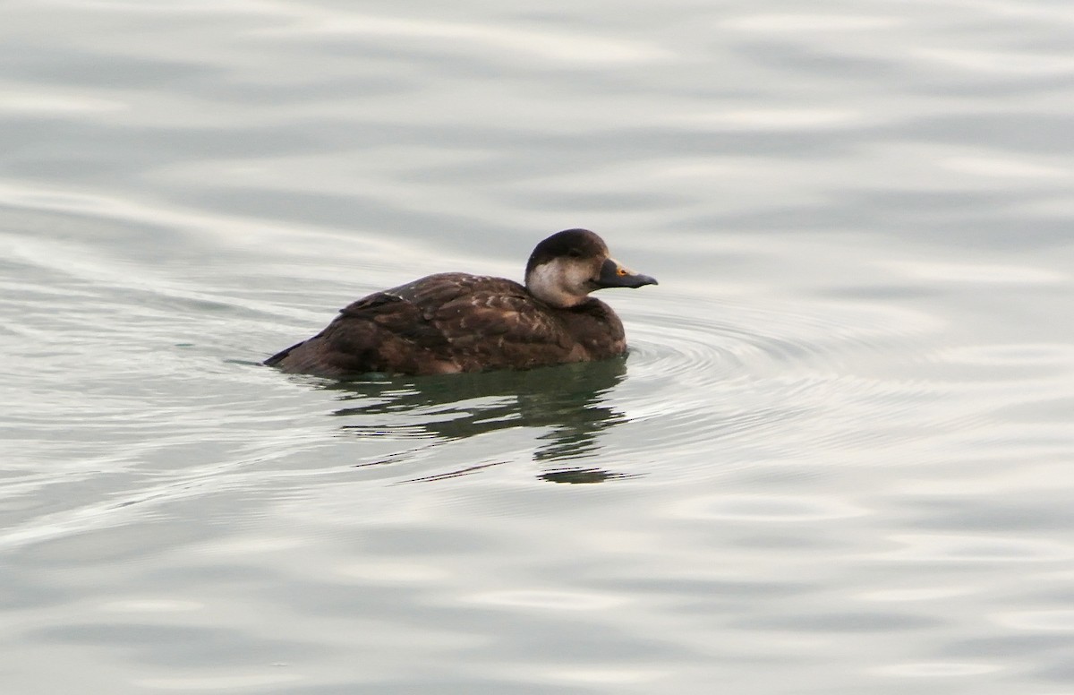 Common Scoter - ML620528026