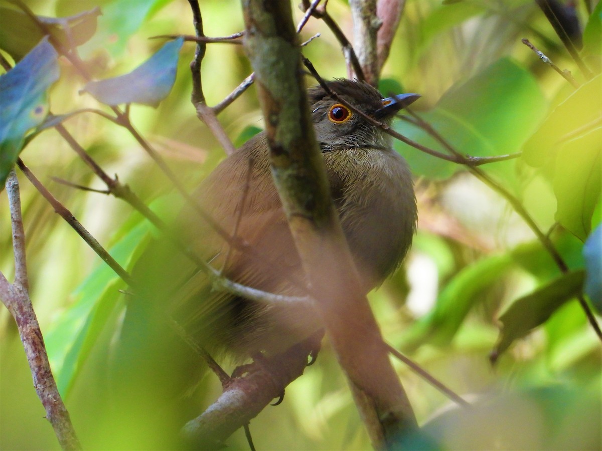 bulbul brýlatý - ML620528029