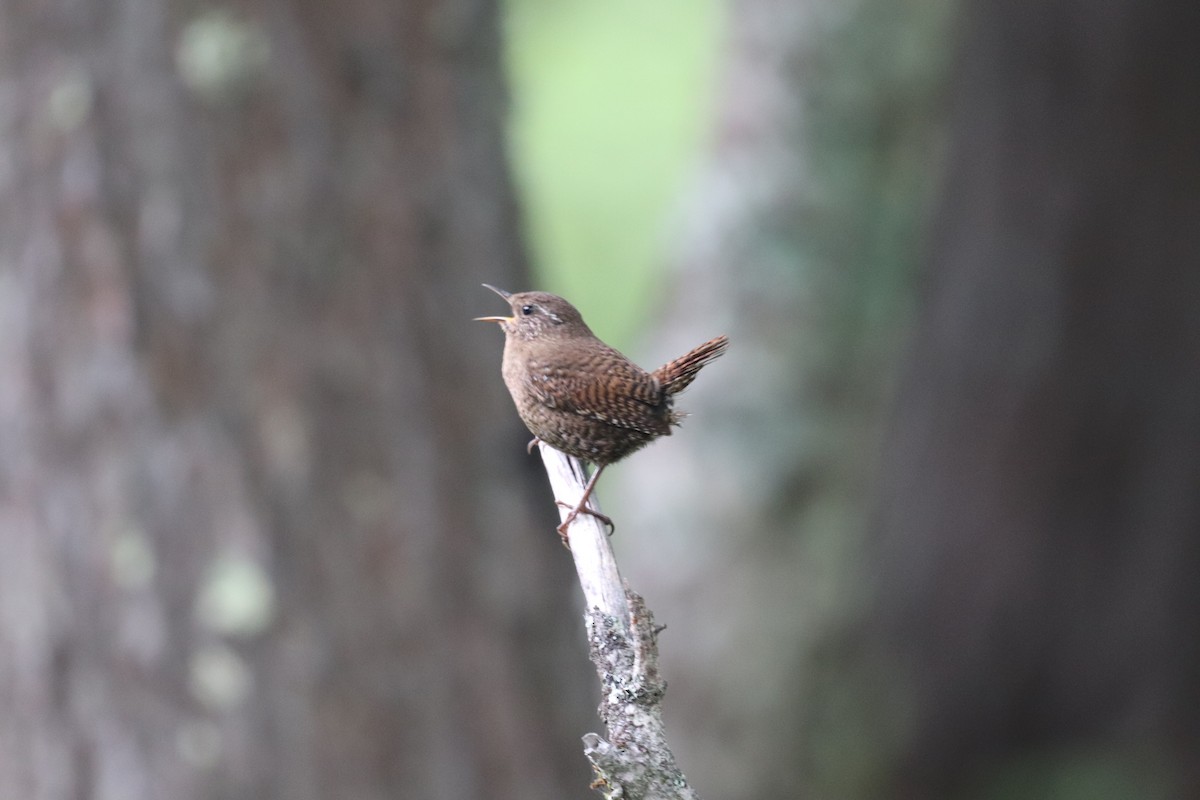 Eurasian Wren - ML620528030