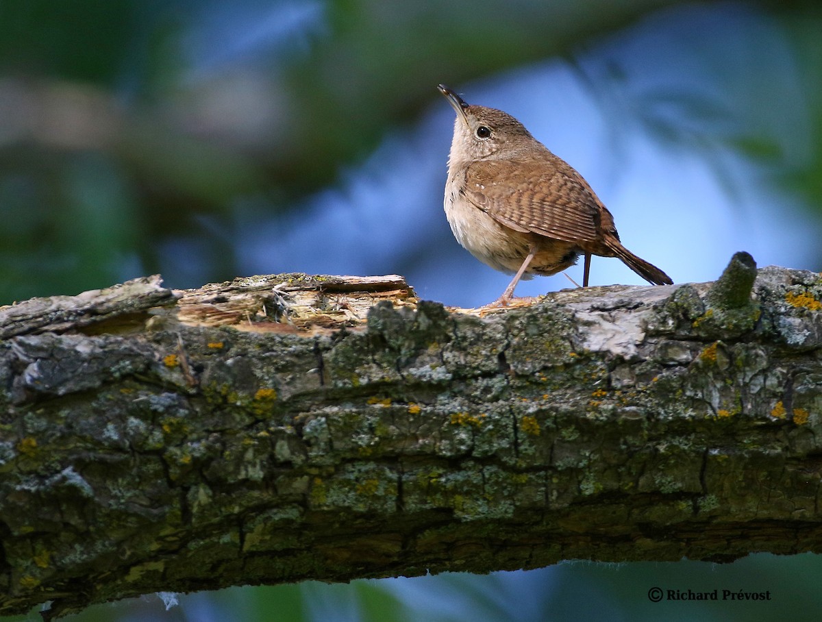 House Wren - ML620528034