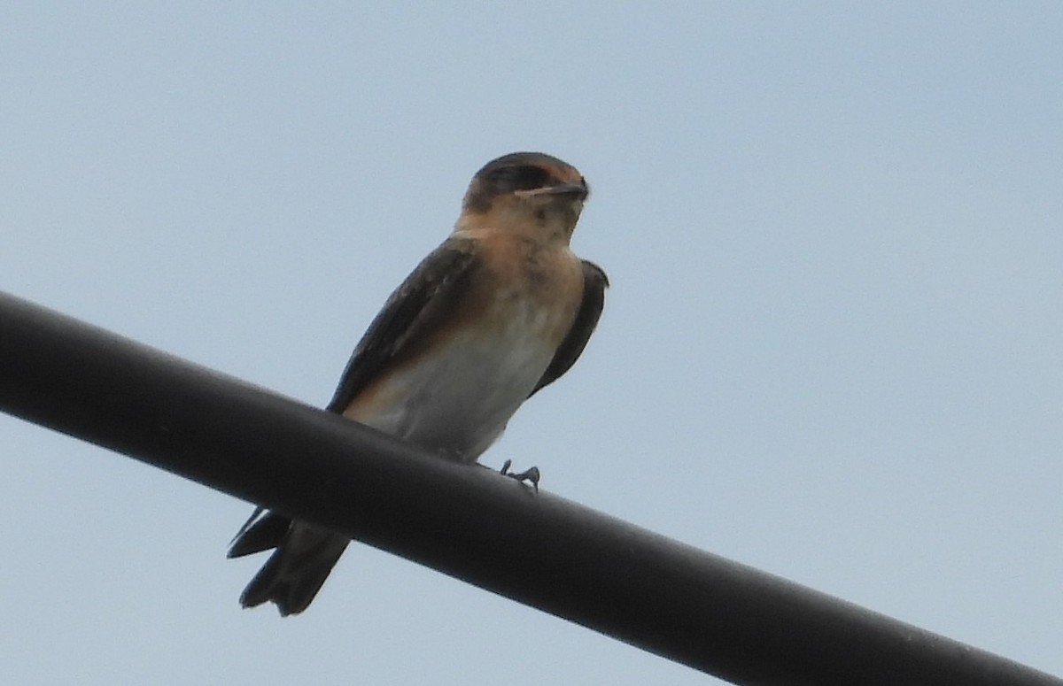 Golondrina Pueblera - ML620528040