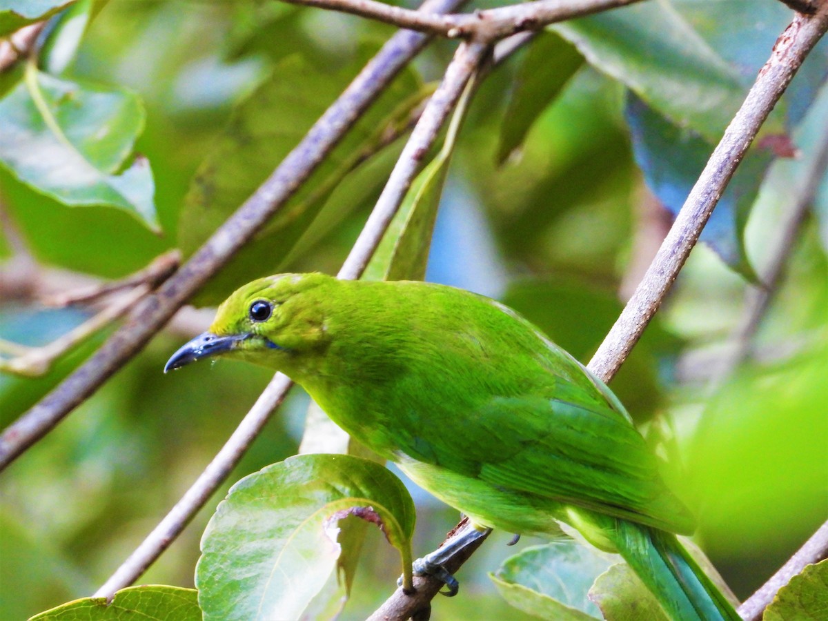 Lesser Green Leafbird - ML620528054