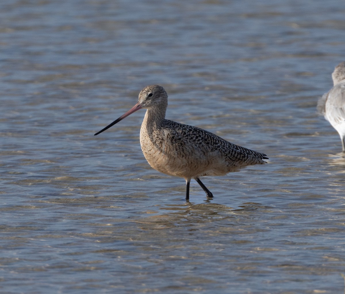 Marbled Godwit - ML620528057