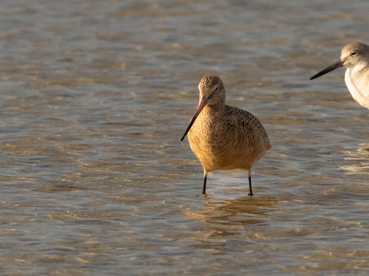 Marbled Godwit - ML620528058