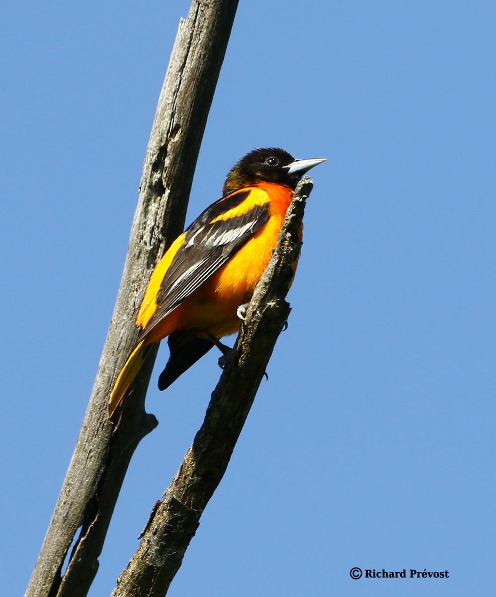 Baltimore Oriole - ML620528063