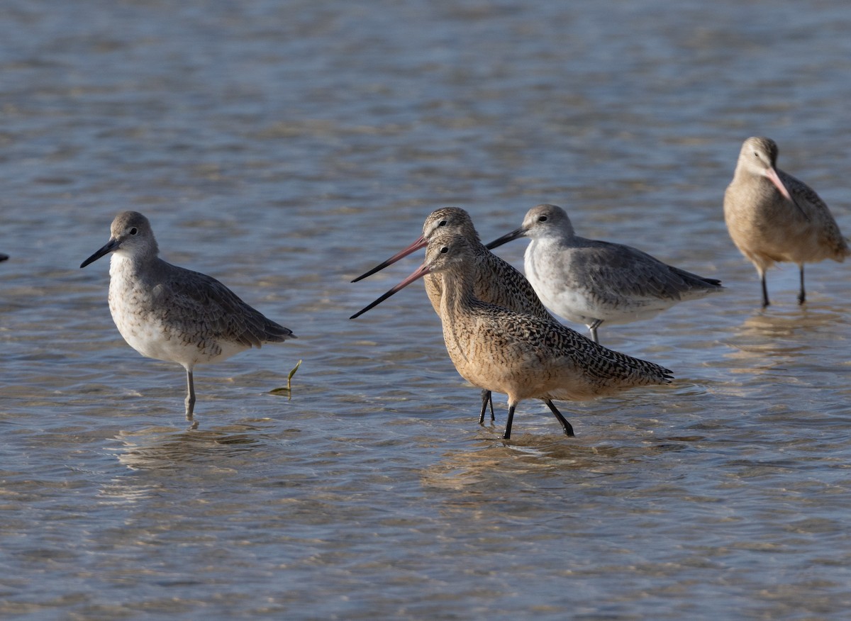 Marbled Godwit - ML620528064