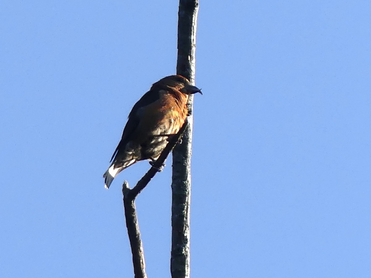 Red Crossbill - ML620528066