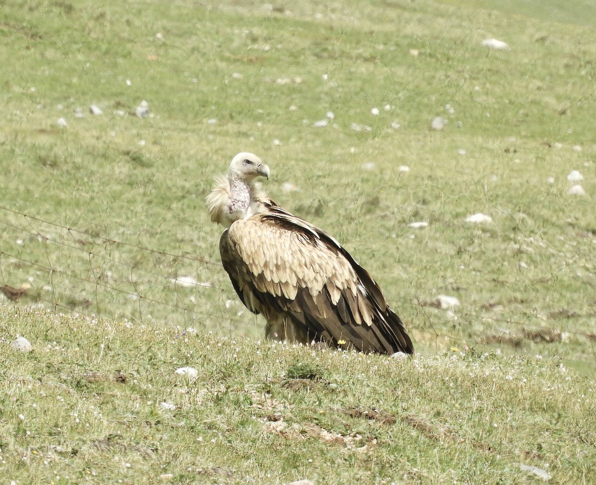 Himalayan Griffon - ML620528069