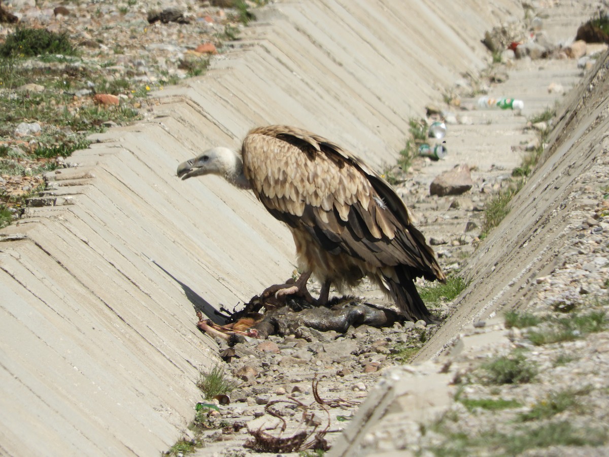 Himalayan Griffon - Frank Antram