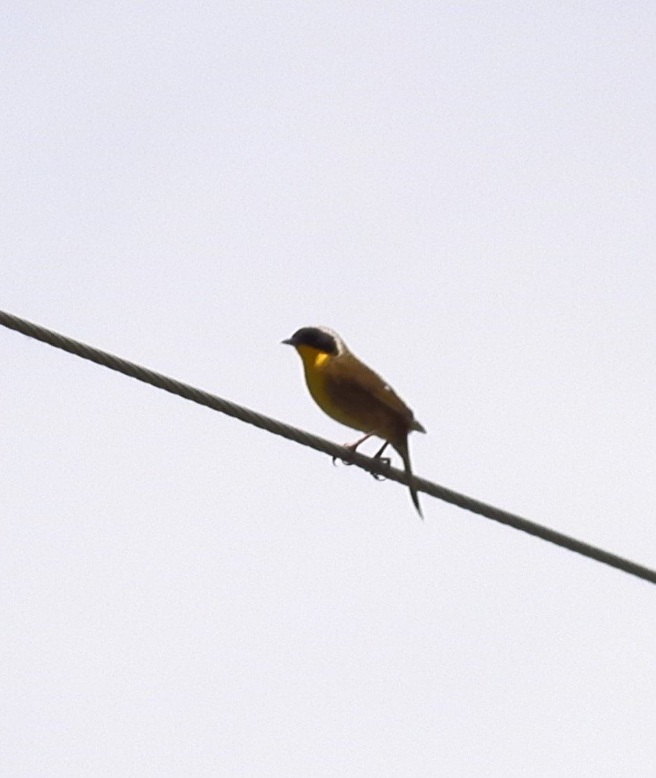 Common Yellowthroat - ML620528073