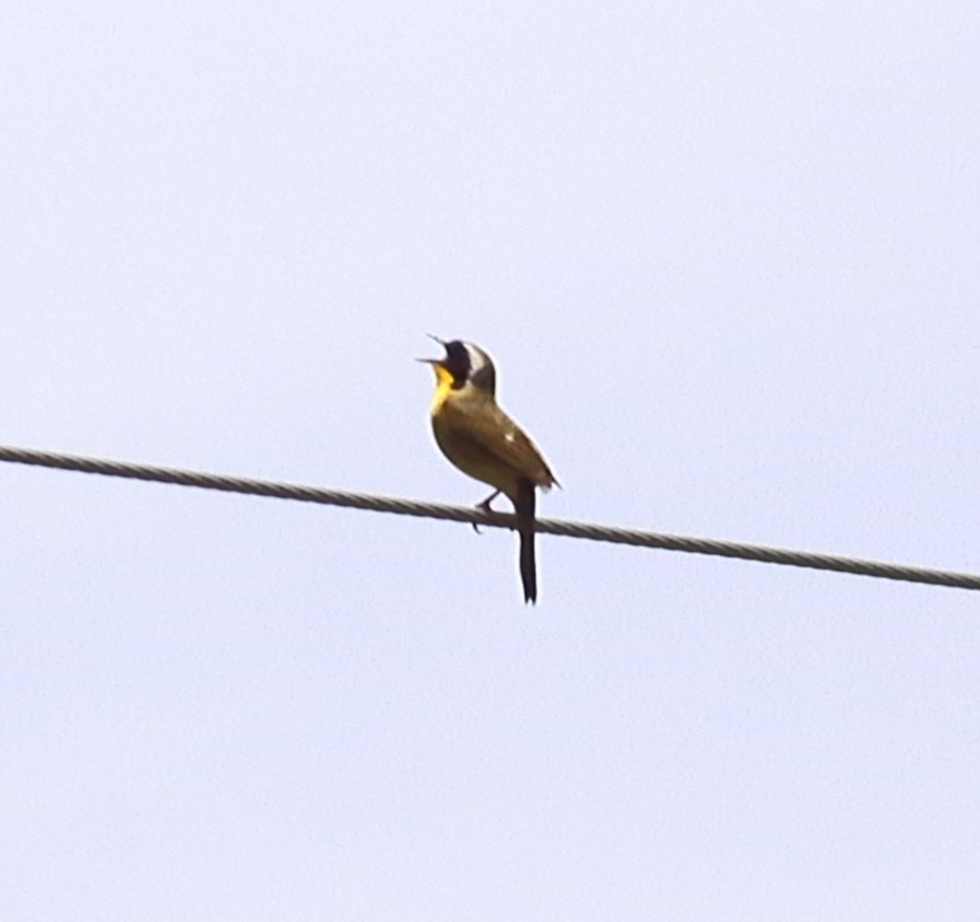 Common Yellowthroat - ML620528074